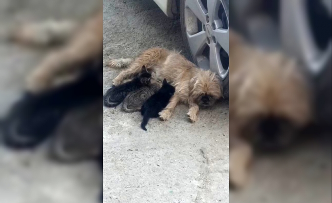 1.5 yaşındaki köpek, anneleri ölen kedilere annelik yapıyor