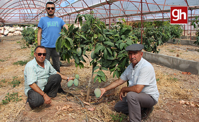 Domatesleri söktü, serasını mango bahçesine dönüştürdü