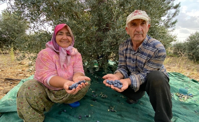 Antalya'da şarkılı türkülü zeytin hasadı Antalya'da şarkılı türkülü zeytin hasadı