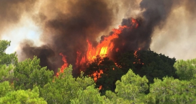 Orman Genel Müdürü Karacabey: "Tek başına hava aracıyla yangın söndürülmez"