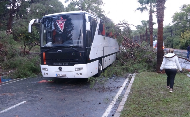 Servis otobüsünün üzerine çam ağacı devrildi: 7 yaralı