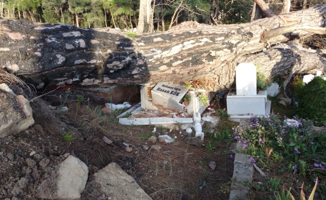 Şiddetli fırtınanın söktüğü ağaç mezarları tahrip etti