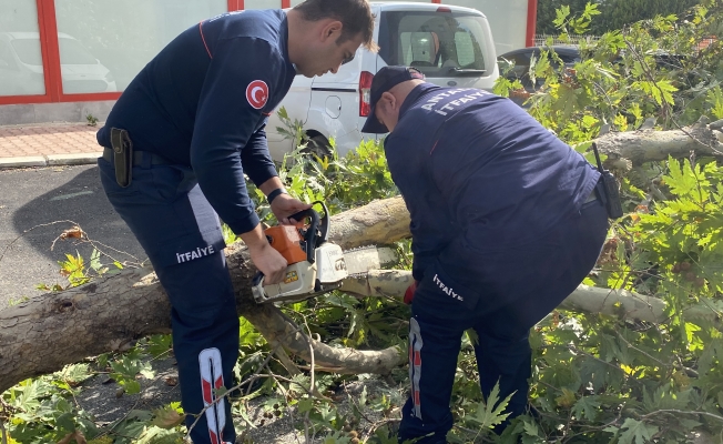 Şiddetli rüzgara dayanamayan çınar ağacı yola devrildi Şiddetli rüzgara dayanamayan çınar ağacı yola devrildi