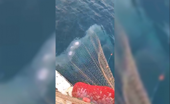 Antalya’da balıkçı ağları denizanasıyla doldu Antalya’da balıkçı ağları denizanasıyla doldu