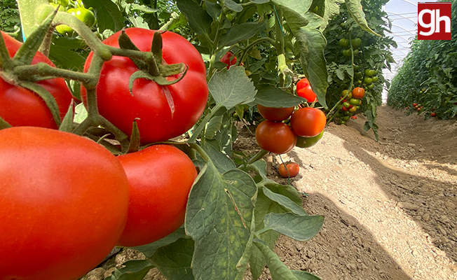  Antalya’da domates miktarı da fiyatı da arttı