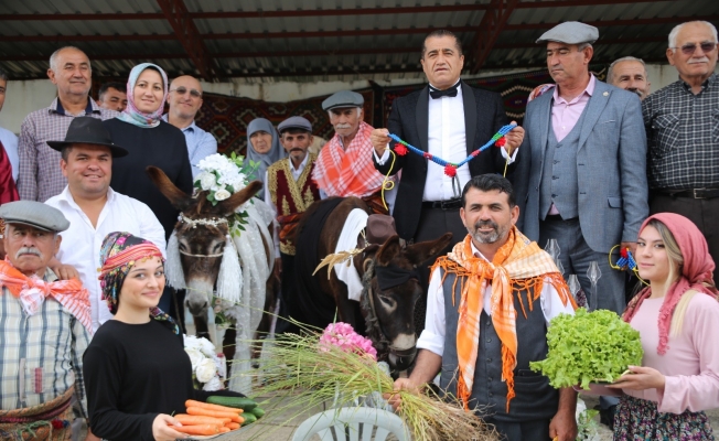 Nesli tükenmesin diye eşeklere sembolik düğün