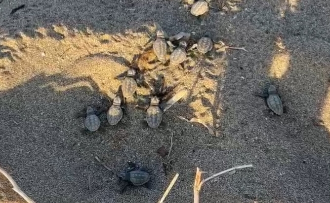 İlk yavru caretta carettalar denizle buluştu İlk yavru caretta carettalar denizle buluştu