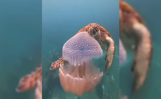  Caretta carettanın deniz anasını yediği görüntülerle denizi kirletenlere 'çevre' mesajı