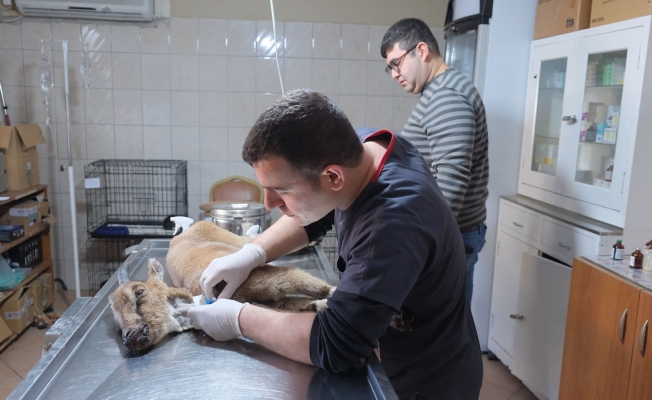 Yaralı dağ keçisi tedaviye alındı Yaralı dağ keçisi tedaviye alındı