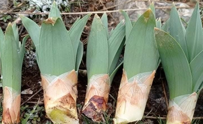 Çiriş otu sezonu başladı Çiriş otu sezonu başladı