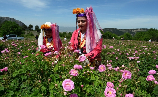 Gül festivalinin tarihi belirlendi! Gül festivalinin tarihi belirlendi!