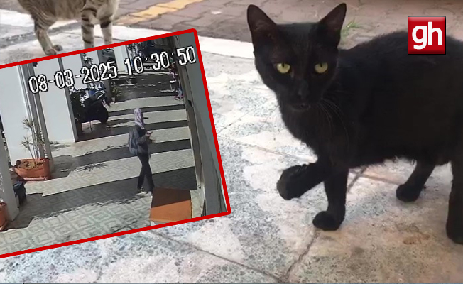 Kediyi götüren genç kadın veterinerlik öğrencisi çıktı! Kediyi götüren genç kadın veterinerlik öğrencisi çıktı!