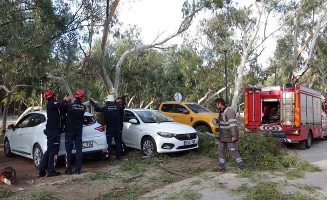 Rüzgar nedeniyle devrilen ağaç iki otomobile zarar verdi Rüzgar nedeniyle devrilen ağaç iki otomobile zarar verdi