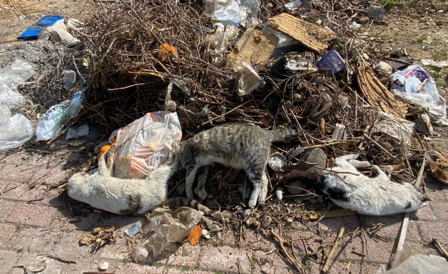 Serik'te çok sayıda ölü kedi bulundu Serik'te çok sayıda ölü kedi bulundu