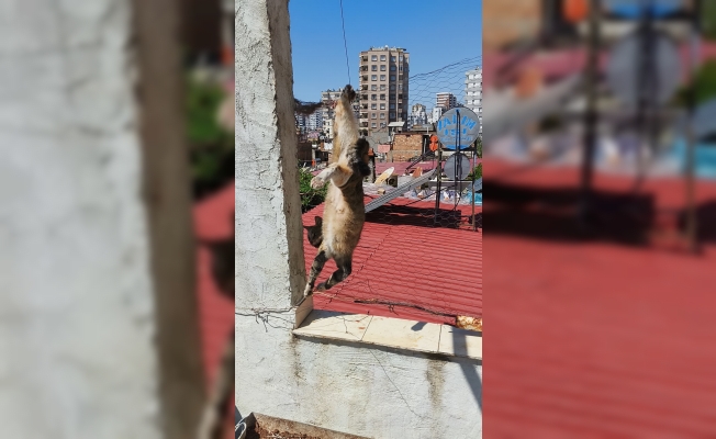 Tel örgülerde mahsur kaldı!