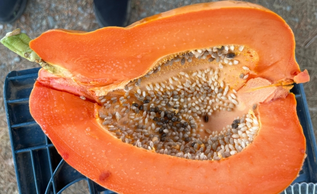 Alanya'da papaya hasadı başladı, kilosu 100 liraya kadar alıcı buluyor Alanya'da papaya hasadı başladı, kilosu 100 liraya kadar alıcı buluyor