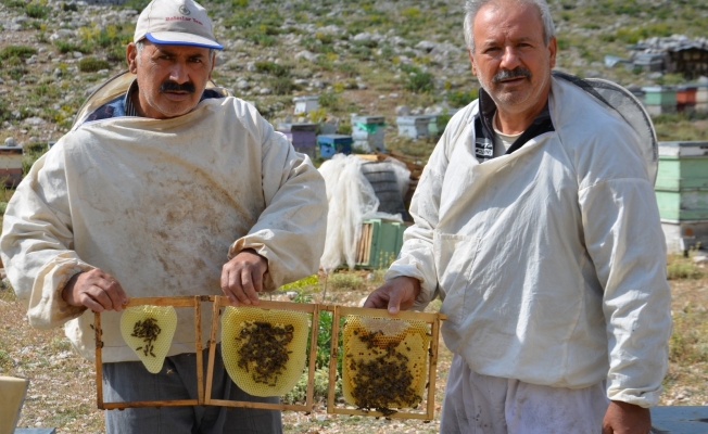 Antalya'da arıcılar kara kovanlarını yaylalara çıkardı