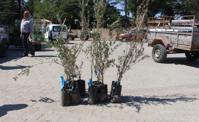  Büyükşehir'den 19 ilçeye 40 bin zeytin fidanı desteği
