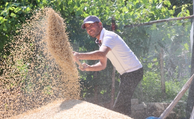 Korkuteli Yeşiloba Yaylası'nda hibe tohumların buğday hasadı başladı