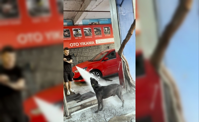  Sıcaktan bunalan köpeğin serinleme yöntemi