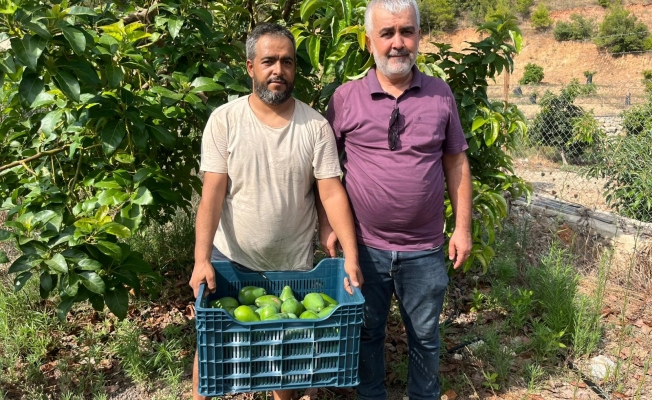 Alanya'da erkenci Clifton cinsi avokado hasadı başladı Alanya'da erkenci Clifton cinsi avokado hasadı başladı