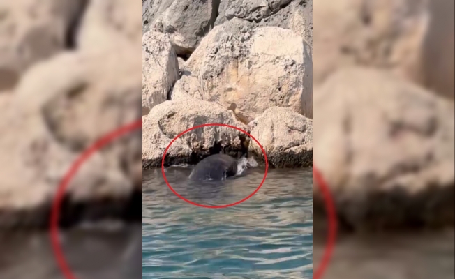  Antalya'da kayalıklar arasına giren yavru balina kurtarıldı