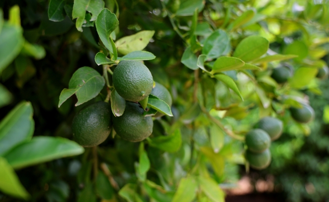 Limonda fiyatı düşürecek hasat başladı