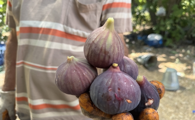 Antalya'da siyah incir hasadı başladı