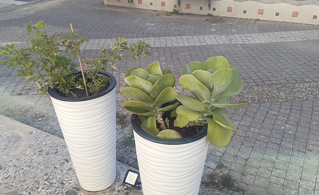 Gözüne kestirdiği saksıdaki çiçeği sökerek götürdü Gözüne kestirdiği saksıdaki çiçeği sökerek götürdü