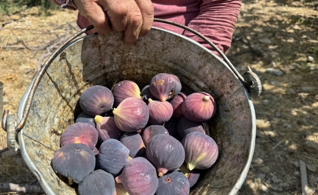 Antalya'da siyah incir hasadında sona gelindi