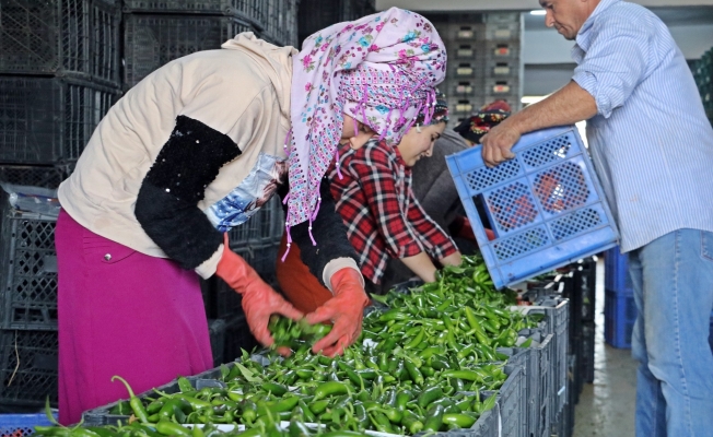 Antalya’da Eylül’de sebze miktarı yüzde 10 arttı