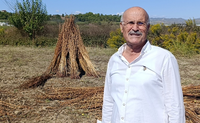 Coğrafi işaret tescilli Altın Susam'a hırsız dadandı
