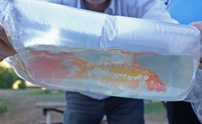  Tayland'tan süs balıkları, Tokat'tan horoz, İstanbul'dan kalkan balığı usulsüz taşımacılığa operasyon