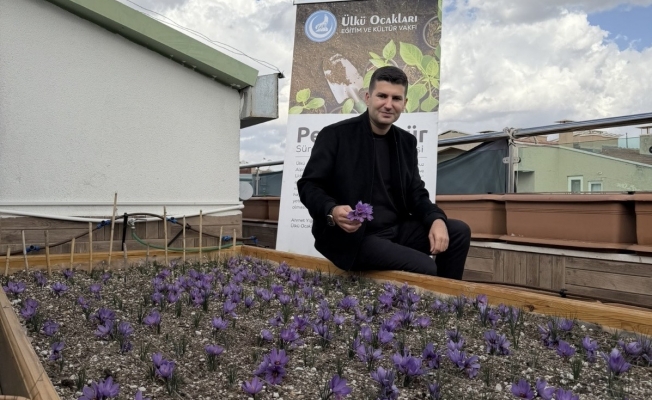 Ülkü Ocakları Genel Merkezi’nin Terasında Safran Hasadı! Ülkü Ocakları Genel Merkezi’nin Terasında Safran Hasadı!