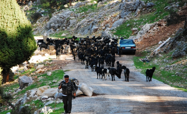 Yörüklerin yaylalardan dönüşleri başladı! Yörüklerin yaylalardan dönüşleri başladı!