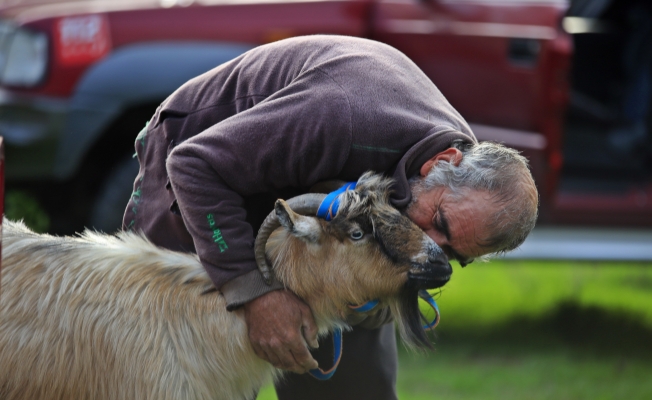 3 keçisini kurtlar yiyen yaşlı adam, mahsur kaldığı uçurumdan kurtarılan son keçisine sarılıp doyasıya öptü