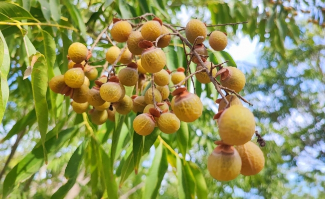 Bu ceviz yenmiyor, temizliyor, cildi güzelleştiriyor