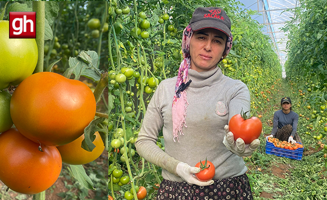 Kadın çiftçiden Bakan’a çağrı: Domatesi maliyetine satıyoruz!