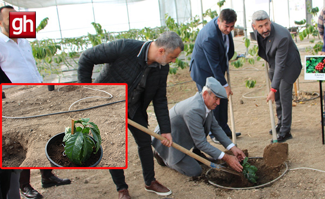 Kumluca'da deneme amaçlı kahve fidanı dikildi