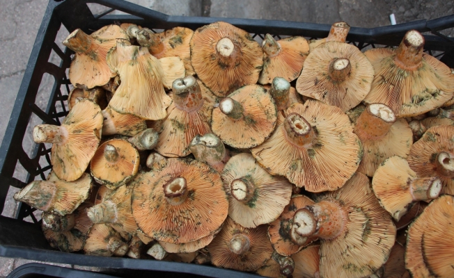 Ormanda sağanak yağmur altında kendiliğinden yetişiyor, kilogramı 350 TL'den satılıyor