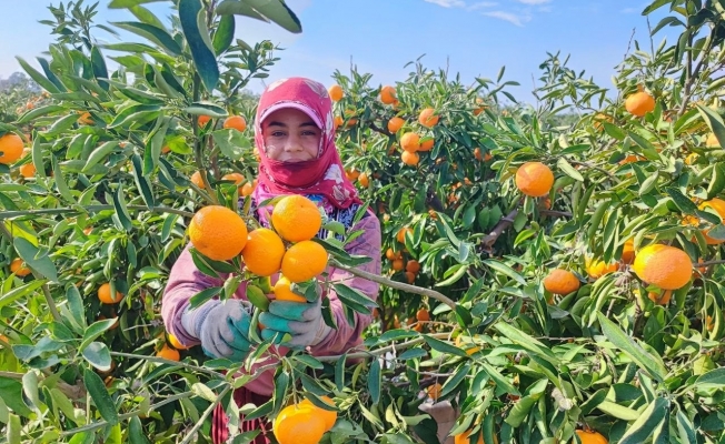 Tarım işçilerinin grevi mandalinayı dalında bıraktı!