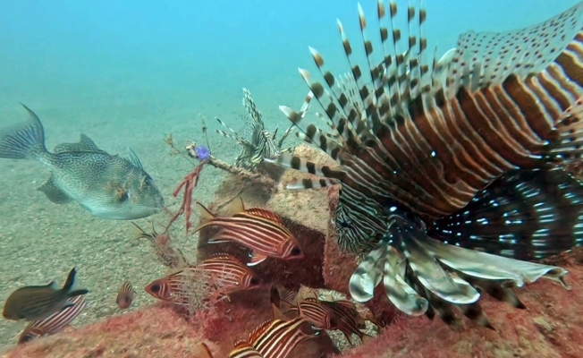  Akdeniz'de balıkların rekabeti: Kızıldeniz türleri, yerli balıkları baskıladı!