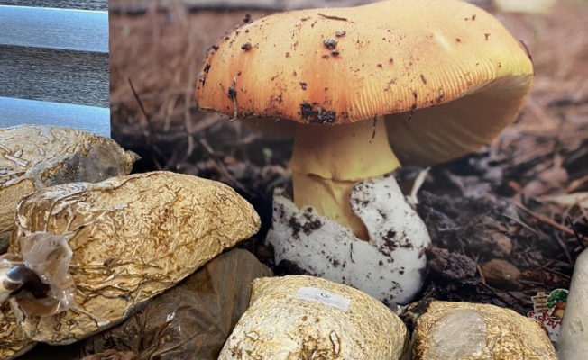 Dağda mantar toplarken fenalaşan adam hayatını kaybetti
