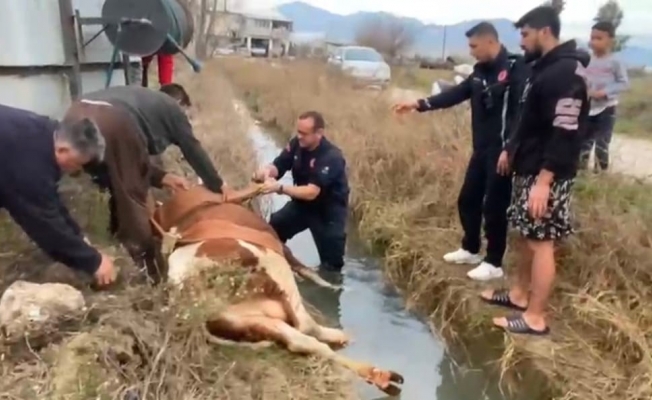  Su kanalına düşen inek itfaiyenin 1 saatlik çalışmasıyla kurtarıldı