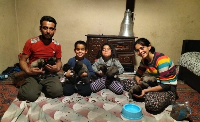 Fırtına sonrası devrilen ağaçların altında kalarak telef olan anne köpeğin yavrularına sahip çıktılar