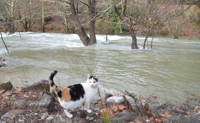 Toroslar'da yağış bereketi kuruyan Üzümdere Irmağını yeniden canlandırdı, şelaleler coştu