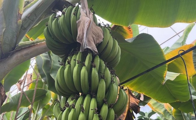 Türkiye'nin muz ihtiyacının yüzde 40'ını karşılıyor