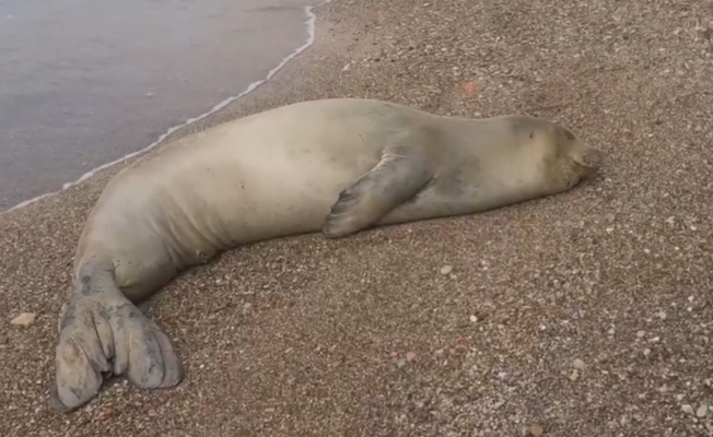 Yunanistan'dan kaçıp Antalya'da sahilde hareketsiz bulunan Akdeniz Foku denize salındı