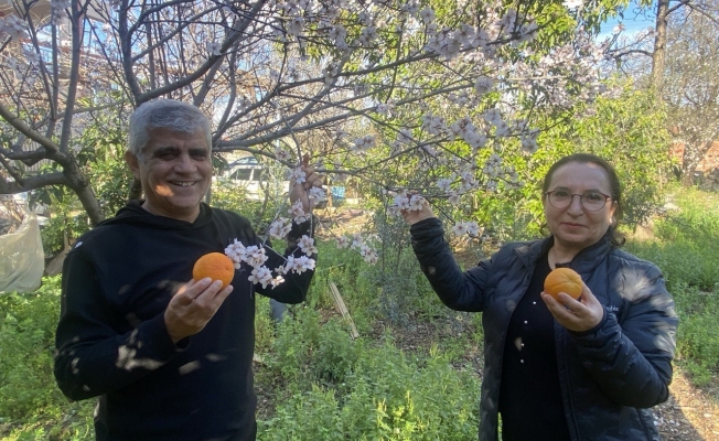 Aksu'da badem ağaçları şubat ortasında çiçek açtı