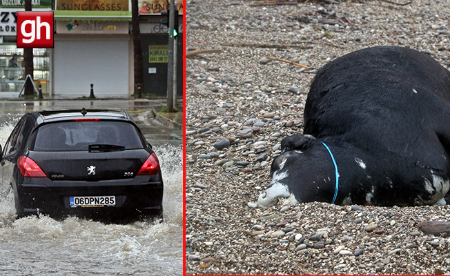 Antalya'da 'Sarı Kod' uyarısı: Rögarlar taştı, telef olmuş dana kıyıya vurdu